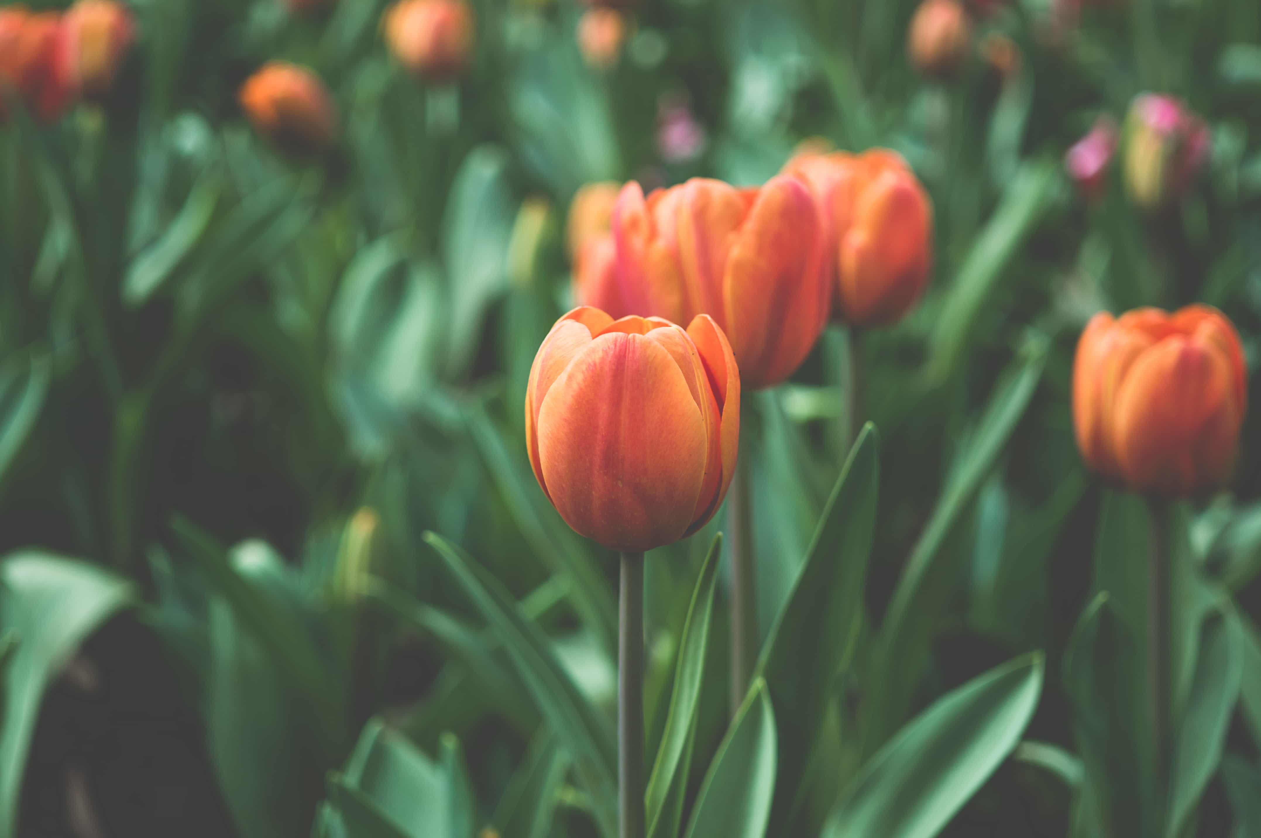Friday Five in May…Mother’s Day, Tulips and Sugar